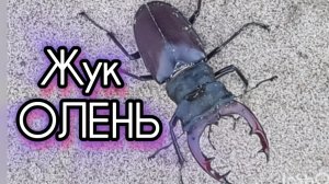 Жук Олень к нам залетел