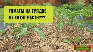 Сделайте это с помидорами на грядке сразу после дождей!!!