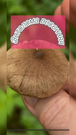 Энтолома весенняя
Entoloma vernum