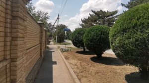Сальск улица Свободы 55. Красивые и аккуратные стриженые туи перед двором / туя