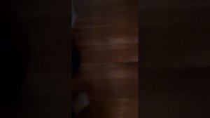 Чарлик призвал Мисс циркуль🤯 и теперь она его преследует!