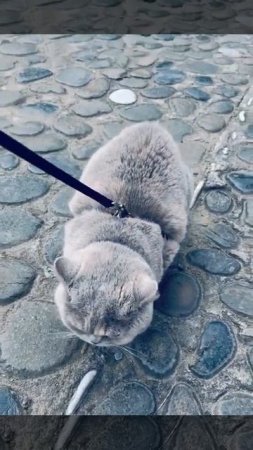 Не очень мягко, но очень ароматно #cat #бася #котики