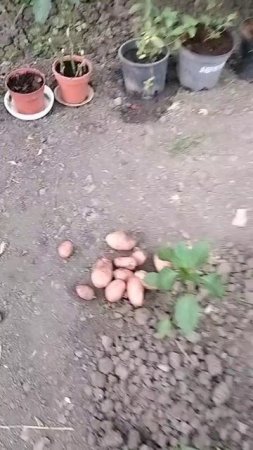 Привет из теплицы 😃 Первый картофель 🍟.