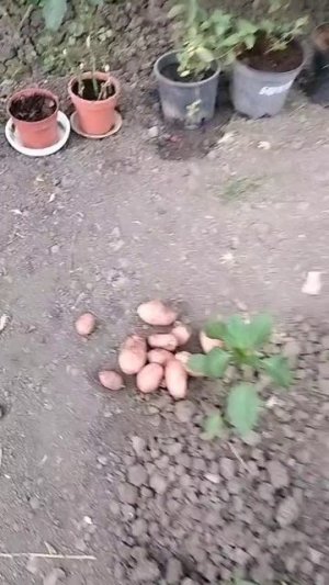 Привет из теплицы 😃 Первый картофель 🍟.