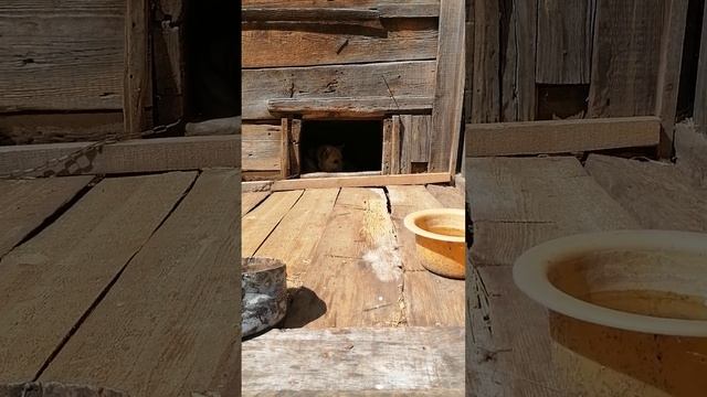 деревня