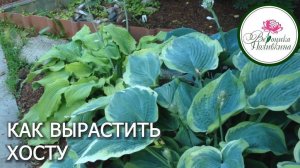 КАК ВЫРАСТИТЬ ХОСТУ