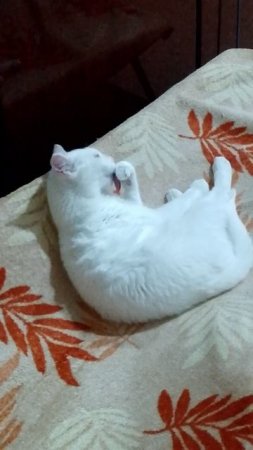коша моет лапку