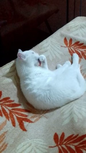 коша моет лапку