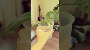 А вы знали, что можно выращивать орхидеи в пустых горшках? 😎