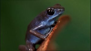 Как устроена природа: тропический лес
2 часть