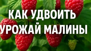 Секреты дачников: Как удвоить урожай Малины за сезон!
