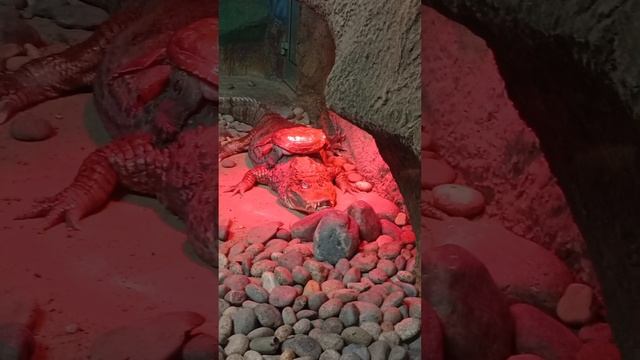 Черепаха и крокодил греются