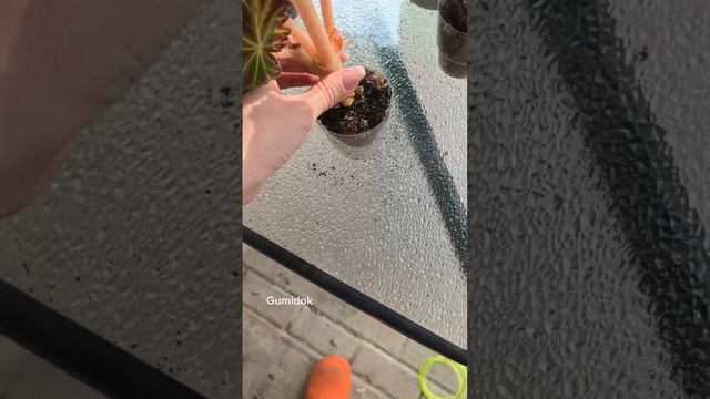 Пересадка растений методом перевалки 🌿