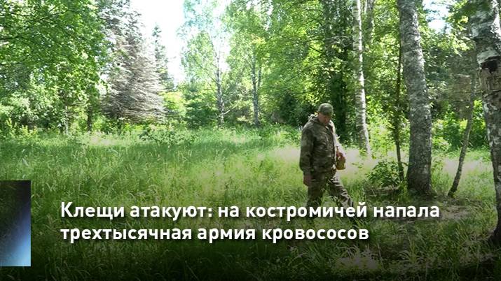Клещи атакуют: на костромичей напала трехтысячная армия кровососов