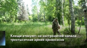 Клещи атакуют: на костромичей напала трехтысячная армия кровососов