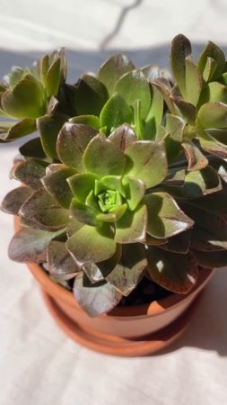 Aeonium Bronze Medal