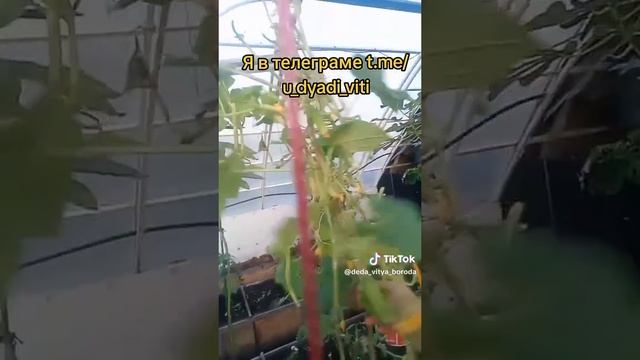 Обработал теплицу от белокрылки. #дача #огород #сад #теплица #белокрылка