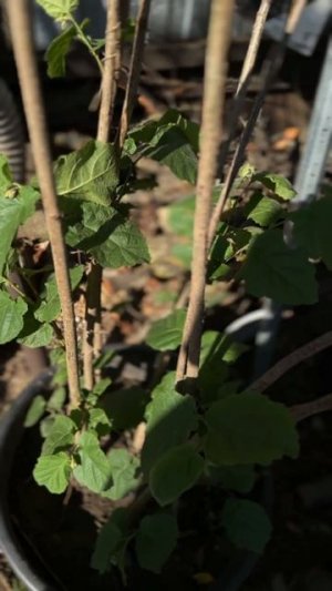 Фундук **Ломбардский орех**  Ростов-на-Дону - Small Garden's - 06.07.2025г.