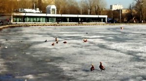 Весенний Останкинский пруд