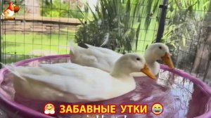 Забавные утки мускусные и пекинские на свободном выгуле ч.(122) ❣️🤗😂