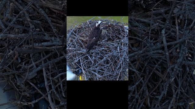 Osprey Nest in the end of a Hot Day
