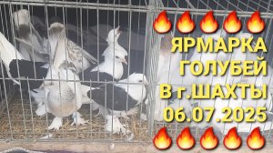 🔥🔥🔥 06.07.25. Ярмарка голубей в г.Шахты. Pigeons Fair. Bird Market.