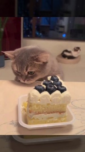 И мне кусочек