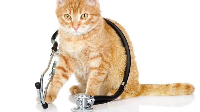 Мультфильм-Трудный день котика🐱