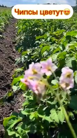 Чипсы цветут 🌺🤓 #юмор