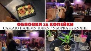 УБОРКА на КУХНЕ _ САЖАЮ ПАЛЬМУ ЮККУ _ ОБНОВКИ за КОПЕЙКИ _ ДОМАШНИЙ ВЛОГ