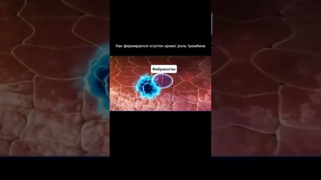 Концерт для тромбоцитов с фибрином