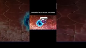 Концерт для тромбоцитов с фибрином