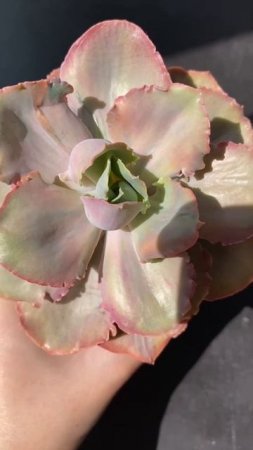 Echeveria Chantilly Rose Rainbow