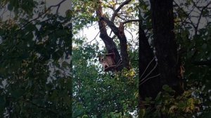 заселение воробьëв в скворечник часть 2