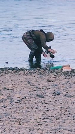 Рыбак поймал чайку! 🤪🤦🏻♀️🙌😄🎣🪽 #nastikae #fishing #рыбалка #ола #горбуша #лицензионка