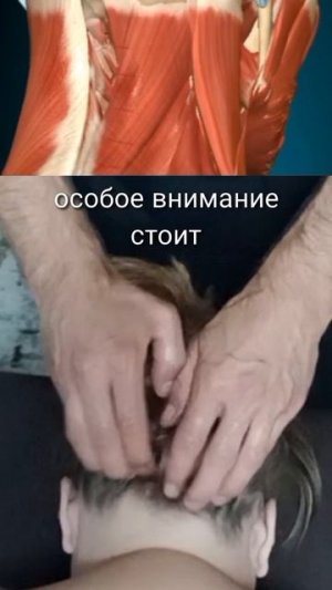 Проработка мест прикрепления мышц к черепу