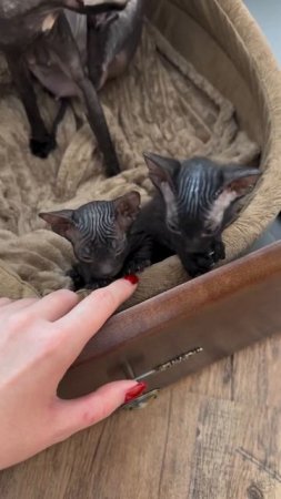 Сестрёнки сфинксы. Малышкам 4 недели и они уже социализируются  #cat #sfinks #sphynx #kitten