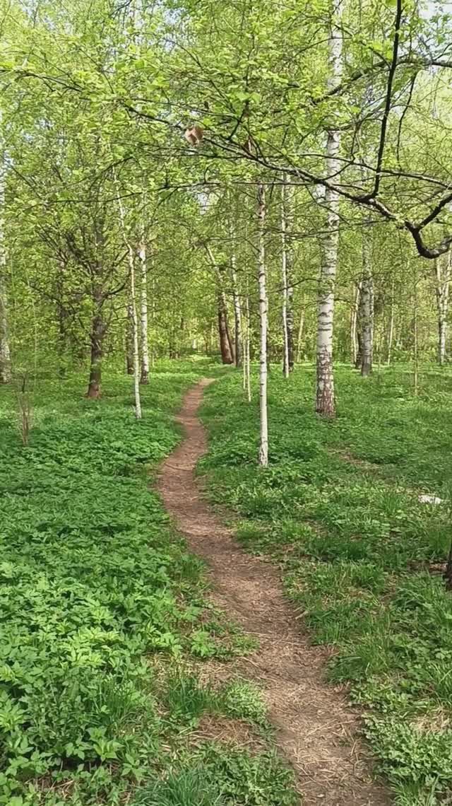 Весна в Москве. Парк Берёзовая роща. Москва 24.04.2025 (10:42) м.Полежаевская. м.Хорошёвская.