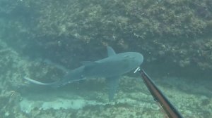 Стреляем и готовим Люциана (Moses Snapper) - Выход из Нового Южного Уэльса в Австралии