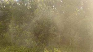 Природа летнего дня: Вдохновение от живой земли