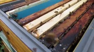 первое расширение отводка сделанного на плодную матку дальневосточной пчелы , 5.07.2025