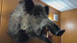 Мне сделали чучело добытого мной кабана.