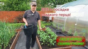Сажаем много перца на малую грядку. Уплотненная посадка!