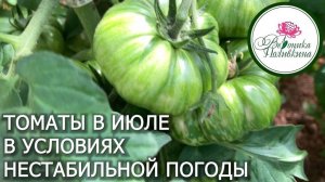 Уход за томатами в июле в условиях нестабильной погоды_1