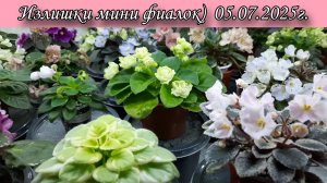 Онлайн магазин фиалок из Рыбинска🌷 Видео с моего ТГ канала) Для связи ссылки в описании под видео.