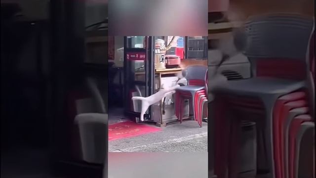 Балбесы