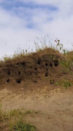 Ласточкины норы