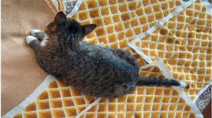 Сидушки Барджелло Работа 2019 года