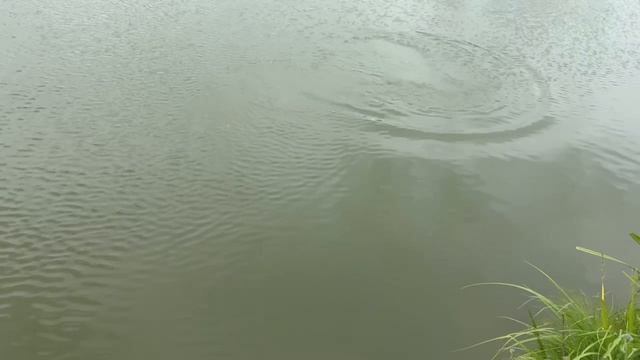Видеообзор с водоема