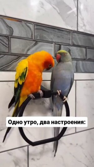 Утро